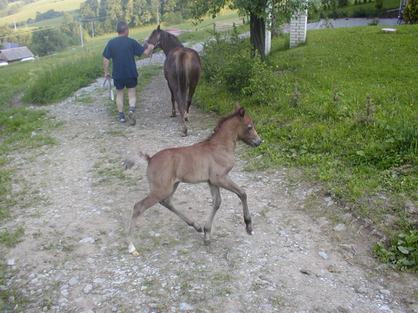 Zavt okno