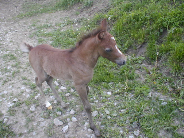 Zavt okno